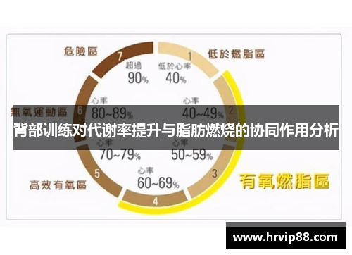 背部训练对代谢率提升与脂肪燃烧的协同作用分析
