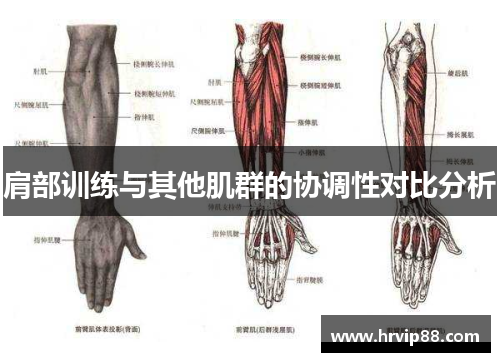 肩部训练与其他肌群的协调性对比分析